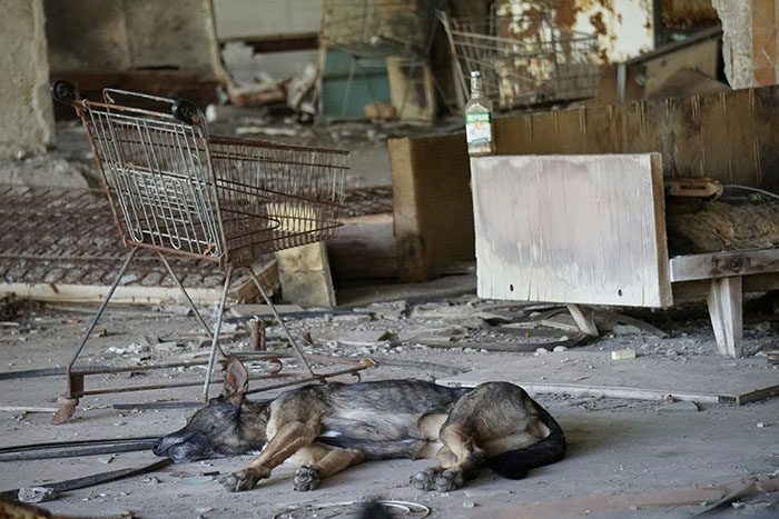 Ny studie visar att hundar som lever nära Tjernobyl är genetiskt olika från andra hundar