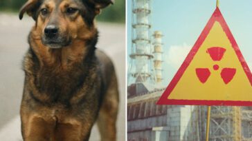Ny studie visar att hundar som lever nära Tjernobyl är genetiskt olika från andra hundar