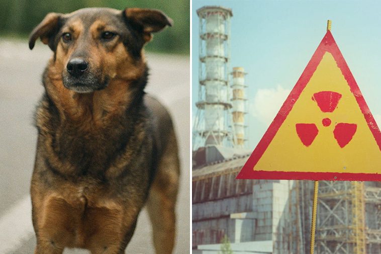 Ny studie visar att hundar som lever nära Tjernobyl är genetiskt olika från andra hundar