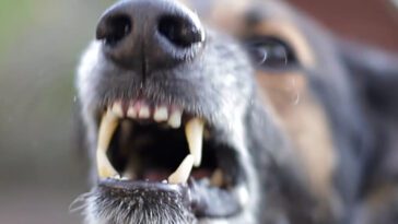 Farliga hundar lösa i Södertälje – kvinna skadad och hund dödad