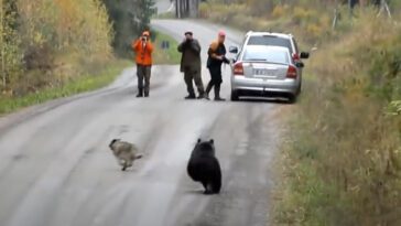 Hunden blir jagad av en vild björn – sekunder senare händer något väldigt oväntat