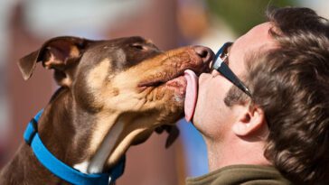 Professorn: "Du borde aldrig låta din hund pussa dig i ansiktet"
