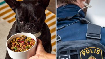 Fodertillverkare i Kalmar län blockerade inspektörer – stora mängder olagligt hundfoder upptäckt