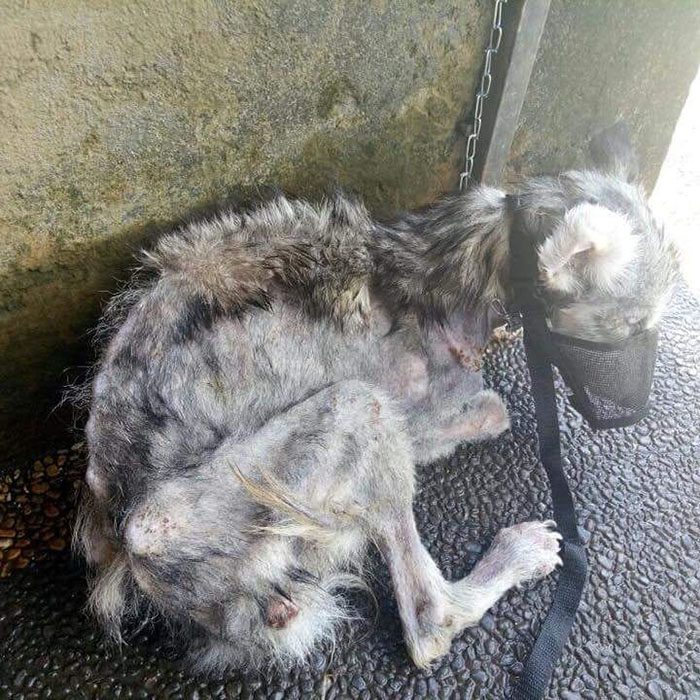 Huskyhunden hittades så undernärd att hon såg ut som ett skelett – 10 månader senare är hon oigenkännlig