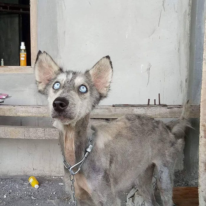 Huskyhunden hittades så undernärd att hon såg ut som ett skelett – 10 månader senare är hon oigenkännlig