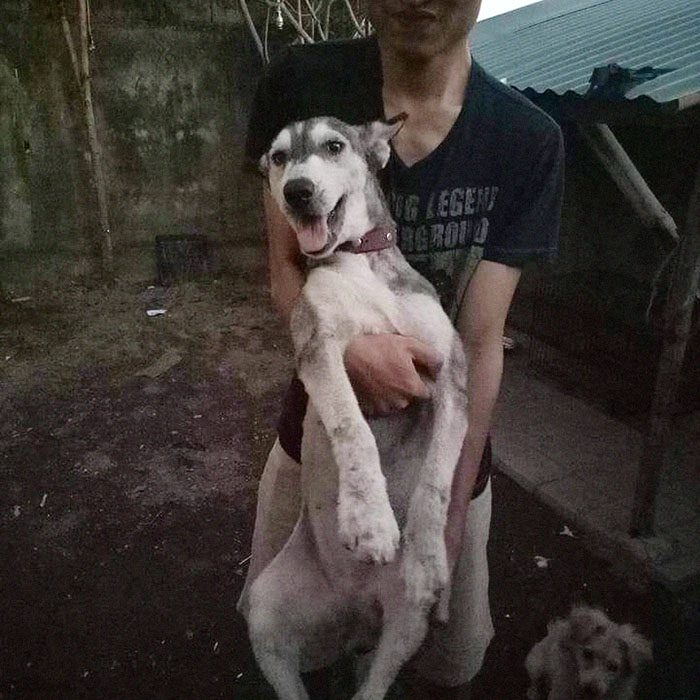 Huskyhunden hittades så undernärd att hon såg ut som ett skelett – 10 månader senare är hon oigenkännlig