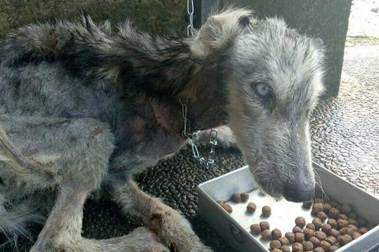 Huskyhunden hittades så undernärd att hon såg ut som ett skelett – 10 månader senare är hon oigenkännlig