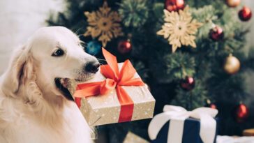 Julklappar till våra hundar – En växande trend bland svenska djurägare