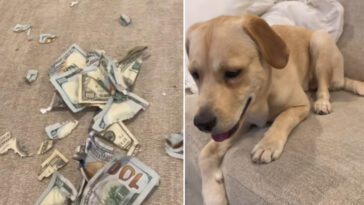 Chockad hundägare upptäcker vad Labradoren gjort: "Det stod mig dyrt"