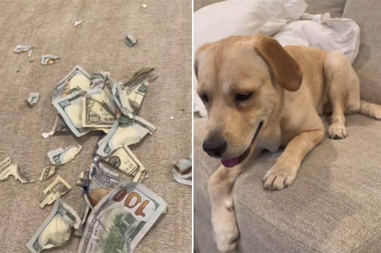 Chockad hundägare upptäcker vad Labradoren gjort: "Det stod mig dyrt"