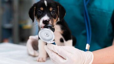 Prisnedgång på veterinärtjänster – Ett glädjande besked för djurägare