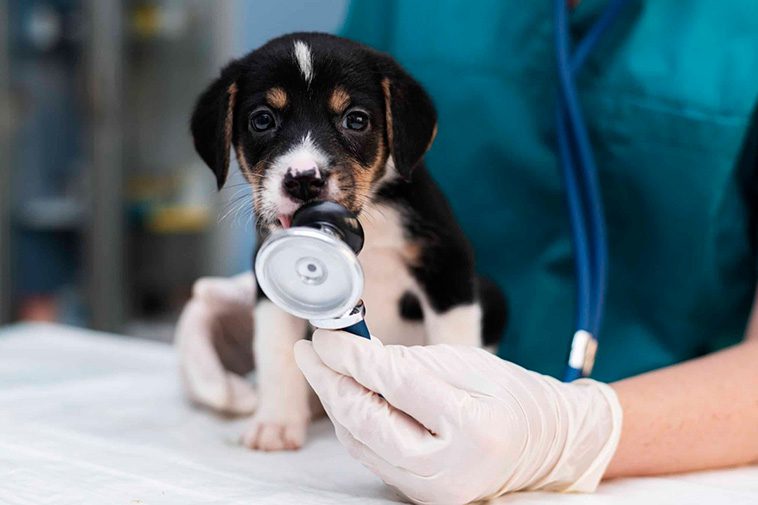 Prisnedgång på veterinärtjänster – Ett glädjande besked för djurägare