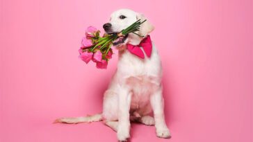 Tinder bekräftar: Hundtricket funkar