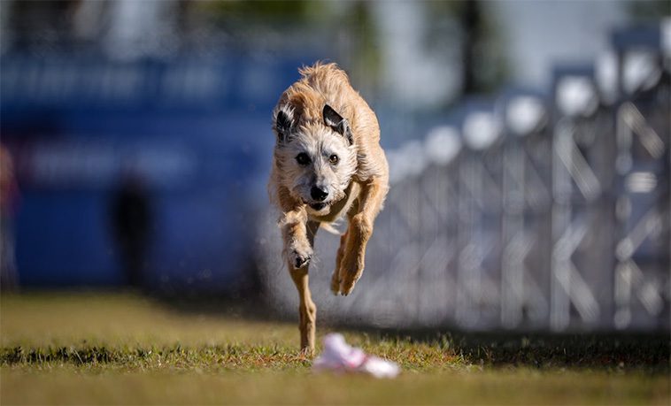 Forskarstudie: 59 procent av alla sporthundar drabbas av skador