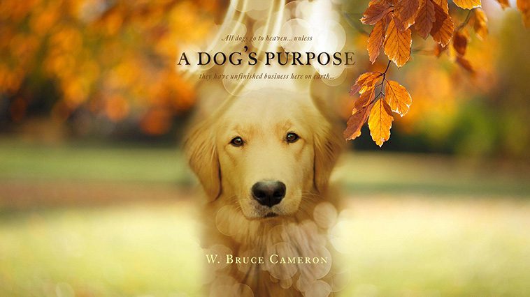 99 av de bästa hundfilmerna som ingen djurälskare bör missa: A Dog's Purpose (2017)