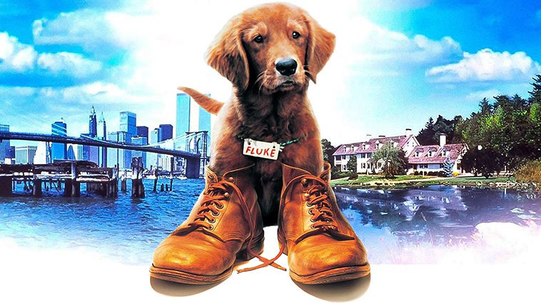 99 av de bästa hundfilmerna som ingen djurälskare bör missa: Fluke (1995)