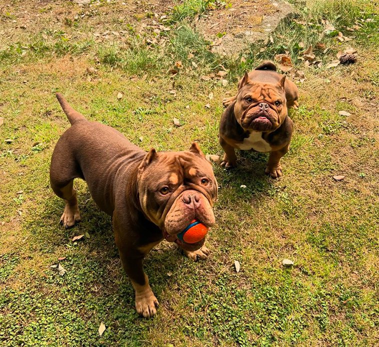 Möt hunden som tagit nätet med storm – med sin arga uppsyn