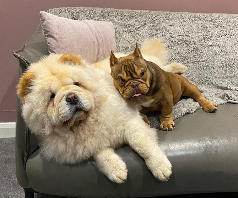 Möt hunden som tagit nätet med storm – med sin arga uppsyn