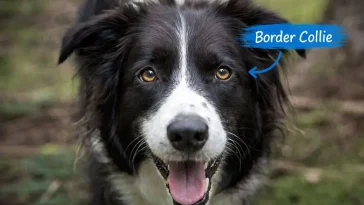 Border Colliens intelligens: Därför anses den vara världens smartaste hund