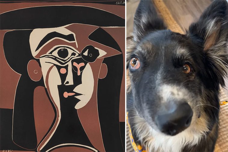 Unika räddningshunden Brodie liknas vid en Picasso-målning – kändisarnas nya favorit på Instagram