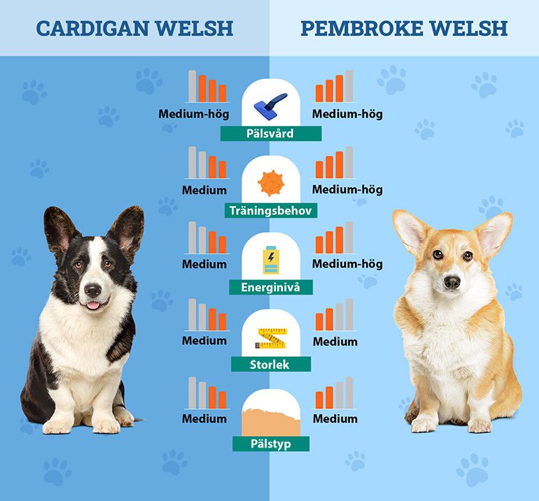 Cardigan och Pembroke – Vad är egentligen skillnaden på de två Corgi-raserna?
