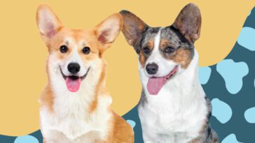 Cardigan och Pembroke – Vad är egentligen skillnaden på de två Corgi-raserna?