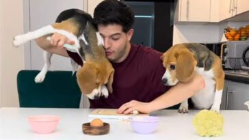 Youtube-kanalen "Cooking with Beagles" får hela internet att skratta högt