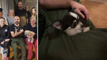 Chihuahua-hunden Elsa återfunnen efter åtta dagars dramatik i kylan
