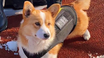 Kinas första Corgi-polishund förlorade sin bonus efter att ha somnat på sin arbetsplats