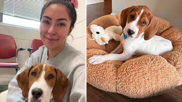 Chocken för Kristie: Hunden hon avlivade fanns tillgänglig för adoption igen