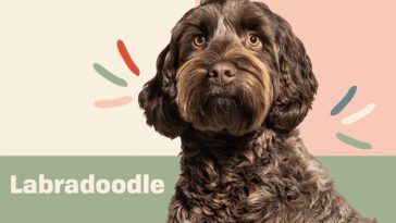 Varför Labradoodles har blivit Sveriges nya favorit