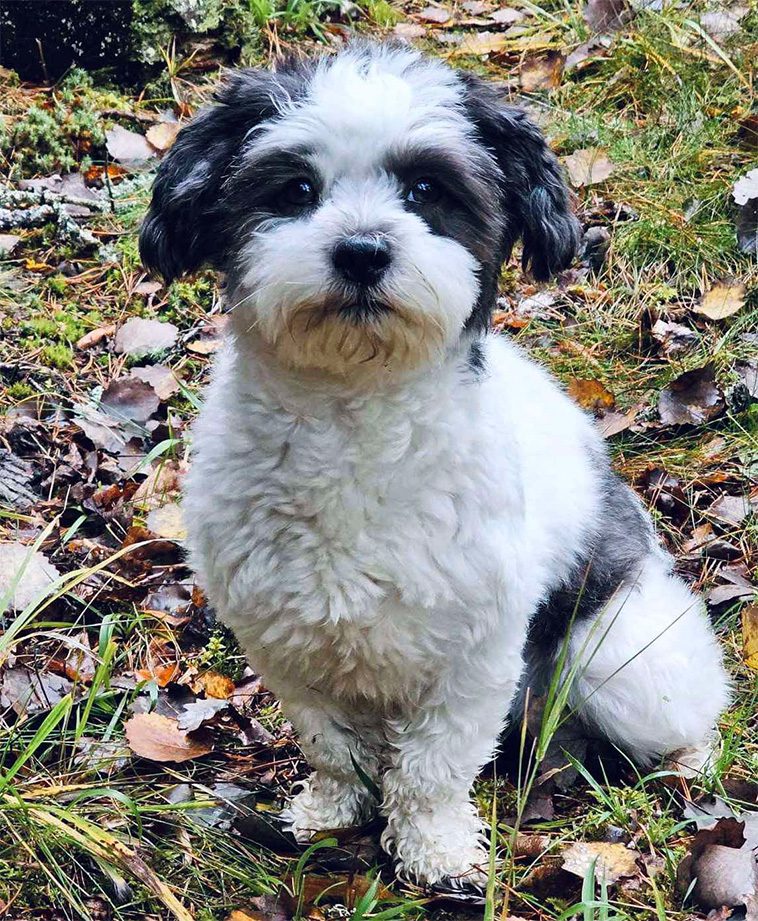 Månadens vovve: Panda – Bichon Havanaisen som gärna går på två ben