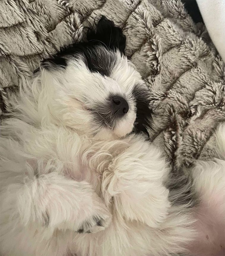 Månadens vovve: Panda – Bichon Havanaisen som gärna går på två ben