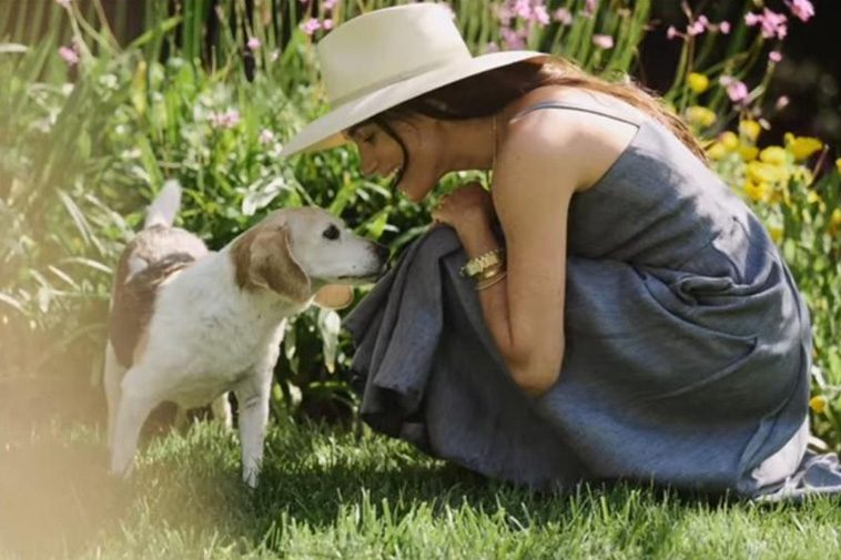 Meghan Markle och Prins Harry förkrossade efter sin hunds bortgång