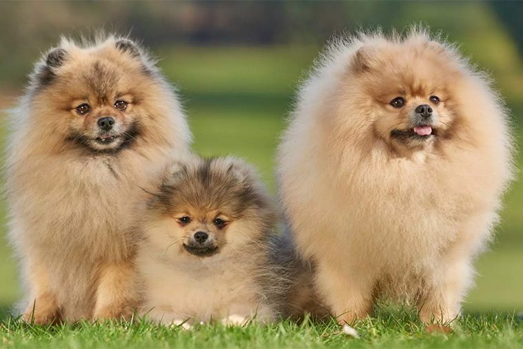 Hundraser: Pomeranian
