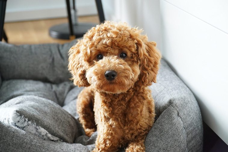 Hundraser: Pudel (toy)