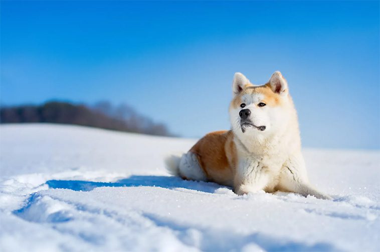Vad du behöver veta innan du skaffar en Japansk Akita