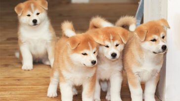 Vad du behöver veta innan du skaffar en Japansk Akita