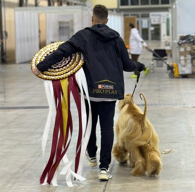 Spencer – Afghanhunden som blev Årets Utställningshund 2024
