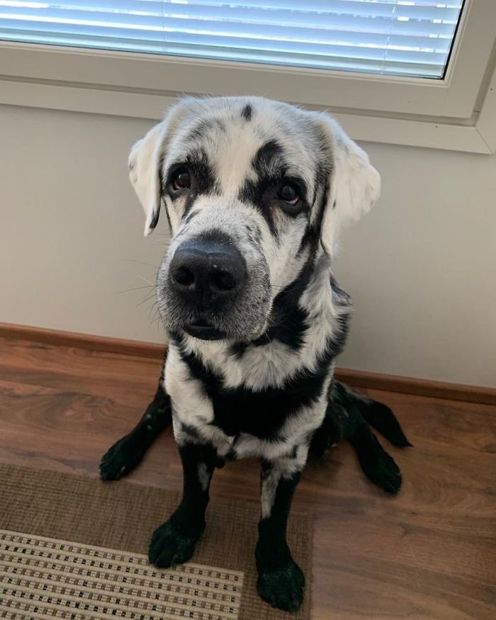 Från helsvart till unik: Labradoren Blazes fascinerande förvandling