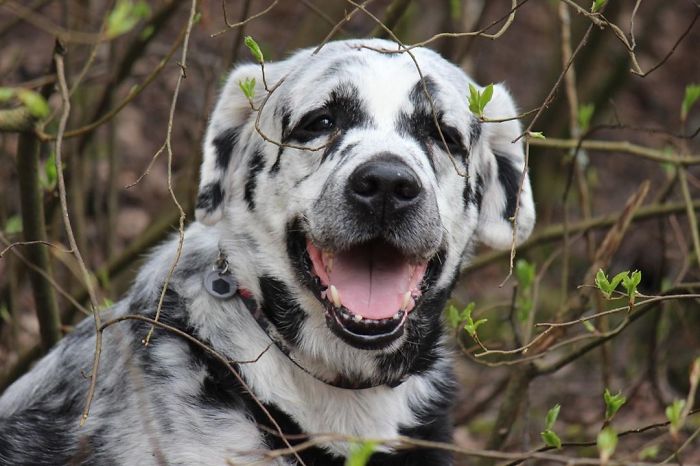 Från helsvart till unik: Labradoren Blazes fascinerande förvandling