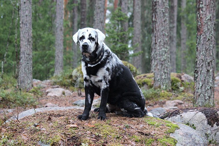 Möt Blaze – den svarta Labradoren som är lite annorlunda
