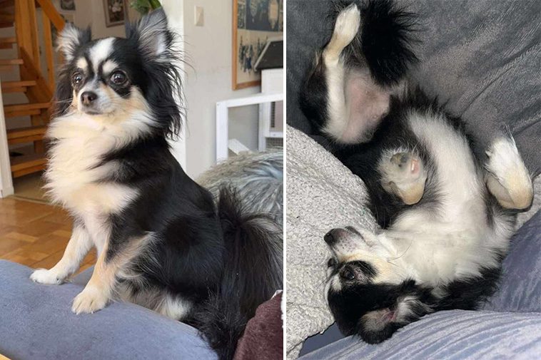 Bortsprungna Chihuahua-hunden Elsa saknad sedan nyårsafton – har du sett henne?
