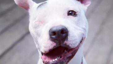 Från förfärlig misshandel till ett nytt liv – Hunden Bubbles återhämtade sig mirakulöst efter att ha blivit skjuten i huvudet