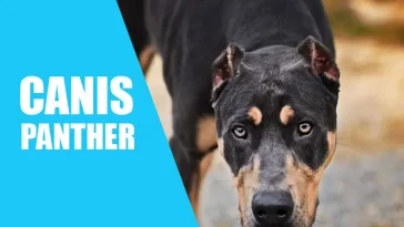 Canis Panther: Vakthunden som får andra raser att verka som kelgrisar