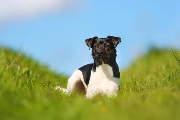 Populära svenska hundrasen har äntligen erkänts av American Kennel Club