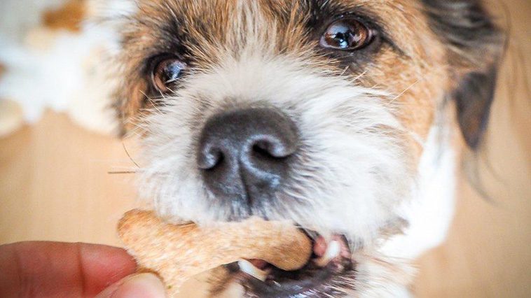 Glöm fuskandet! Din hund räknar faktiskt hur många godbitar du ger den