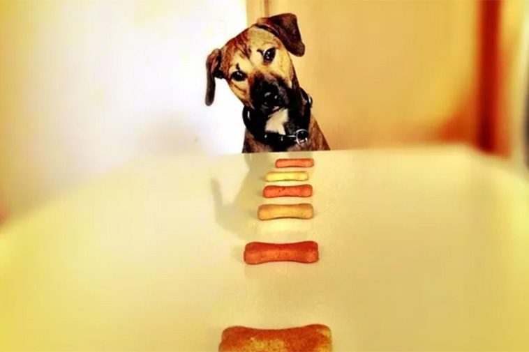 Glöm fuskandet! Din hund räknar faktiskt hur många godbitar du ger den