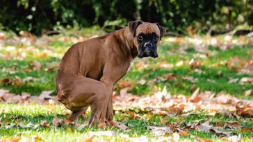 Därför stirrar din hund på dig när den bajsar – den oväntade sanningen