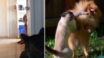 Hundar och katter leva tillsammans? 56 gånger det gick riktigt åt pipsvängen